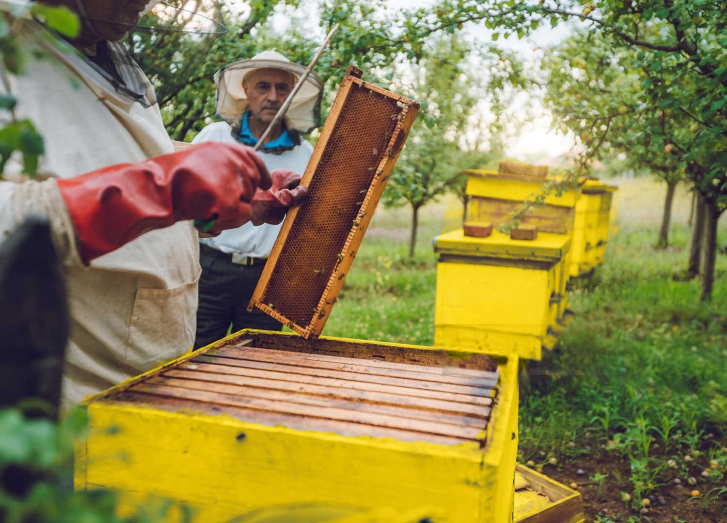 Blending Agroforestry, Beekeeping, & Traceability via Blockchain Technology